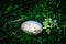 Abandoned swan egg in the grass