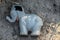 Abandoned toys - a childs elephant toy found as trash along a path