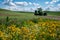 Abandoned tractor and farming equipment in an open field near a large tree in The Palouse region of Eastern Washington State.