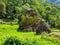 Abandoned traditional thatched roof wooden house