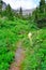 Abandoned trail in high alpine conifer forest in front of the mountains of the glacier national park