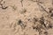 Abandoned trash on the beach covered with sand over time