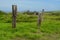 Abandoned Tree Trunks