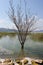 Abandoned trees on the Lake of Doirani Kilkis Greece