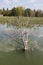 Abandoned trees on the Lake of Doirani Kilkis Greece