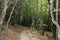 Abandoned trees and underbrush in Vikos gorge Epirus