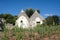 Abandoned Trulli house with two conical roofs located in a field in the area of Cisternino / Alberobello in Puglia, Italy