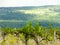 Abandoned vineyard grapevines grow wild in Keuka Lake area