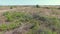 Abandoned vineyards on the Black Sea coast in Bulgaria