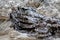 Abandoned wasp nests in a sandstone