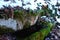 Abandoned watering can for cattle. A stone trough where there is water that is overgrown with moss. It is winter and there is snow