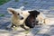 Abandoned white dog, along with a small black puppy, lies on the asphalt