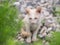 Abandoned white kitten with sadness eyes in the garden.