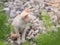 Abandoned white kitten with sadness eyes in the garden.