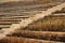 Abandoned wooden benches and bleachers overgrown with dry grass and weeds at an old stadium