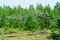 Abandoned wooden greenhouse for plants and beds after a fire in the wild Northern taiga.