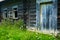 Abandoned wooden home in countryside, nature, summer landscape in carpathian mountains, wildflowers and meadow, spruces on hills