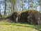 Abandoned World War Two concrete bunker Ropik in birch tree forest in lusitian mountains near Czech Republic Germany