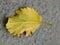 The abaxial face or lower side of the mulberry tree on the ground. Yellowing leaf in senescence, serrated edge, abnormally shaped.