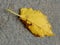 The abaxial face or lower side of the mulberry tree on the ground. Yellowing leaf in senescence, serrated edge, abnormally shaped.