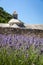 Abbaye de SÃ©nanque with blooming lavender field