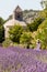 Abbaye de SÃ©nanque with lavender field, Provence, France