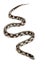 Abberant eastern kingsnake or common kingsnake