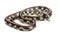 Abberant eastern kingsnake or common kingsnake, Lampropeltis getula californiae