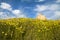 Abbey of San Mauro in Salento- Italy