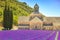 Abbey of Senanque blooming lavender flowers. Gordes, Luberon, Pr