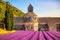 Abbey of Senanque blooming lavender flowers on sunset. Gordes, L