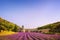 Abbey of Senanque blooming lavender flowers on sunset. Gordes, L