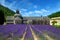 Abbey of Senanque and blooming rows lavender flowers.