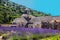 Abbey of Senanque and blooming rows lavender flowers. Gordes, Luberon, Vaucluse, Provence, France.