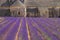 Abbey Senanque and Lavender field, France