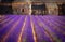 Abbey Senanque and Lavender field, France