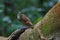 Abbot's Babbler bird