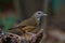 Abbot's Babbler bird