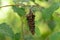 Abbot`s bagworm moth Oiketicus abbotii stick cocoon hanging from branch, closeup - Davie, Florida, USA