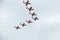 ABBOTSFORD, BC, CANADA - AUG 11, 2019: The RCAF Snowbirds performing aerobatic maneuvers at the Abbotsford International