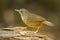 Abbott\'s Babbler