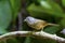 Abbott`s Babbler on branch