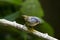 Abbott`s Babbler on branch