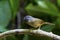 Abbott`s Babbler on branch