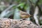 Abbott`s babbler on the log