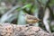 Abbott`s babbler on the log