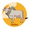 ABC Cartoon Zebu