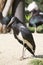 Abdi\'s African stork, Ciconia abdimii