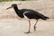 Abdim\'s stork (Ciconia abdimii).