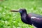 AbdimÂ´s Stork Ciconia Abdimii Head Closeup